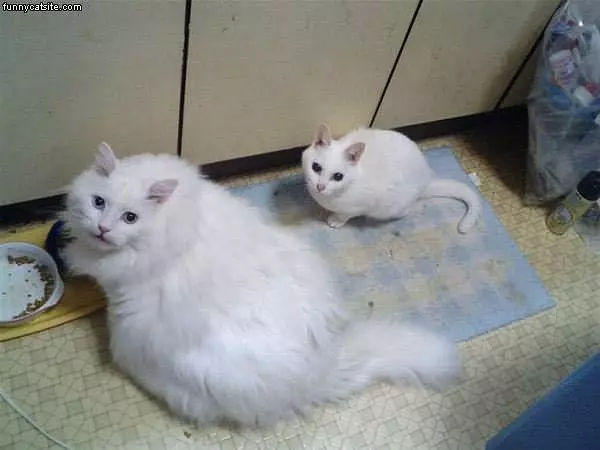 Fluffy And Junior