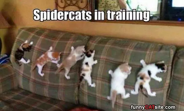 Spidercats In Training