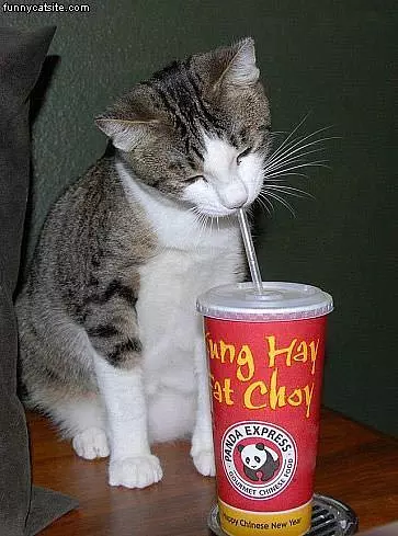 Cat Likes Soda
