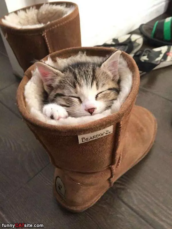 Warm Boot