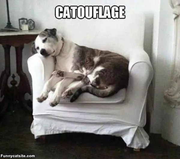 Catoflage