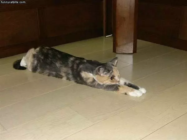 Cat On Floor