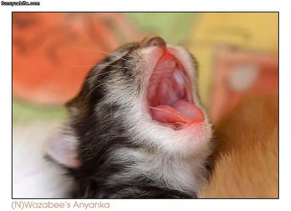 Giant Yawn