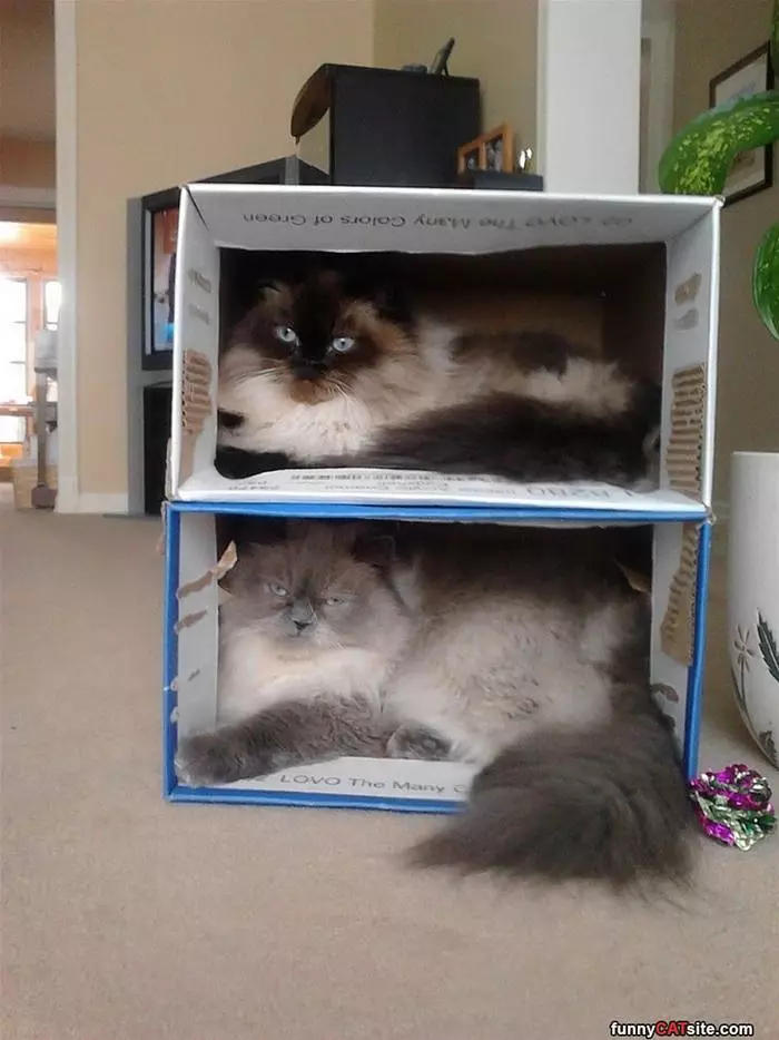 Stacking Boxes Of Cats