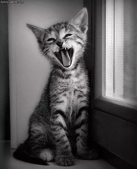 Laugh Out Loud Cat