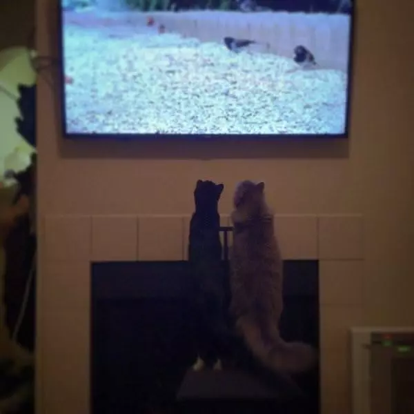 Watching Tv