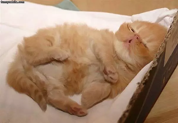Hilarious Sleeping Cat