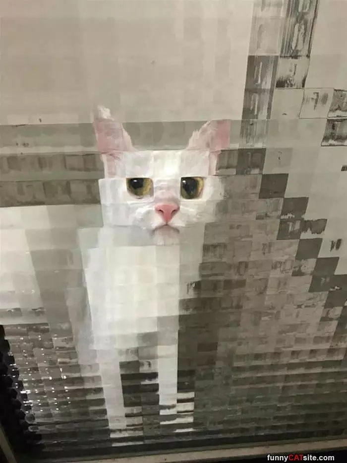 Pixelated Cat