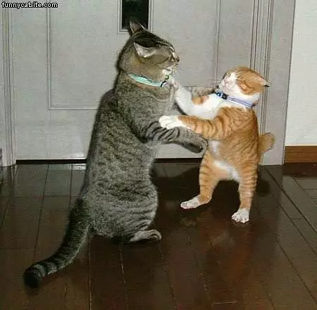 Stand Up Cat Fight