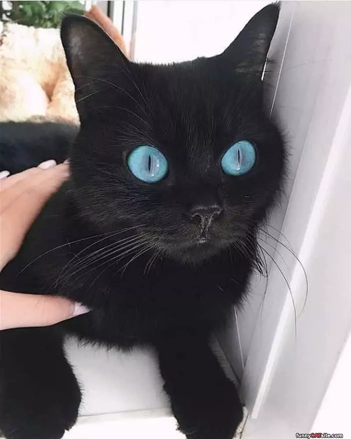 Those Blue Eyes