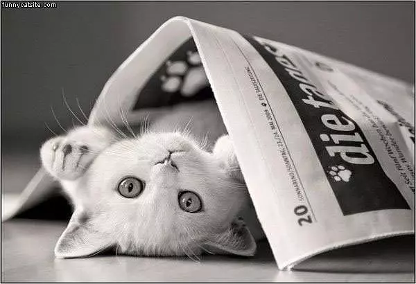 Newspaper Cat
