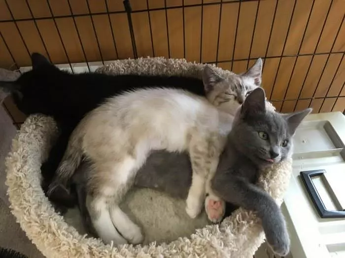 Cuddled Together