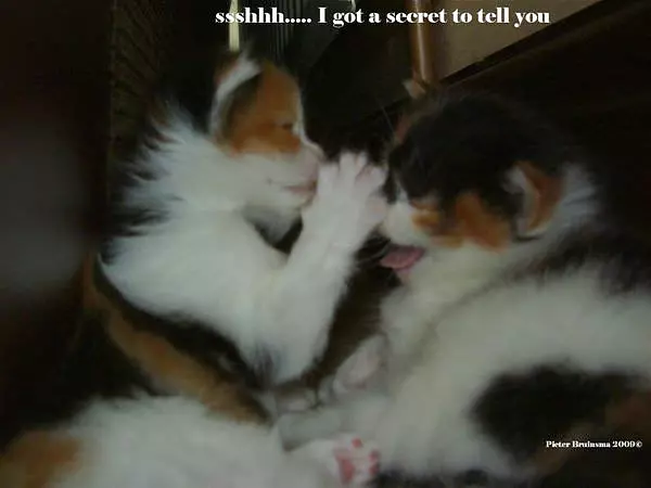 Ssshhh_ Kittens