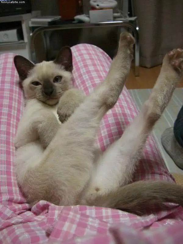 Very Relaxed Cat
