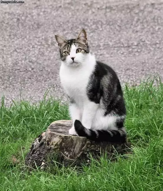 Cat On A Stump