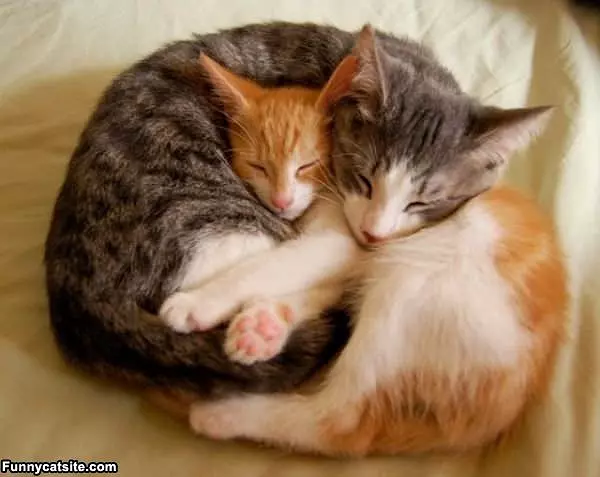 Cute Sleeping Cats