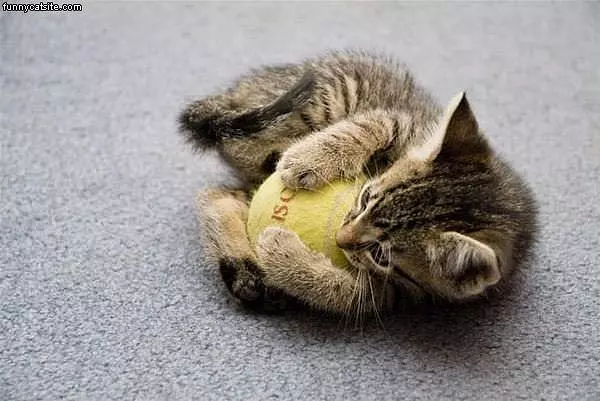 Tennis Kitten
