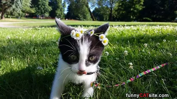I Am The Flower Cat