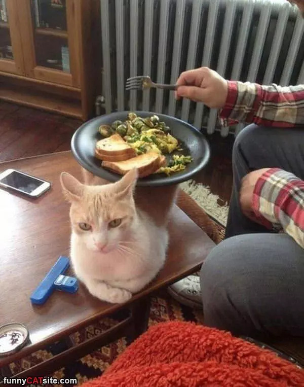 I Am Table Cat