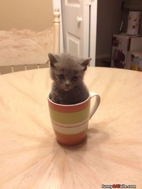 I Fit In A Cup