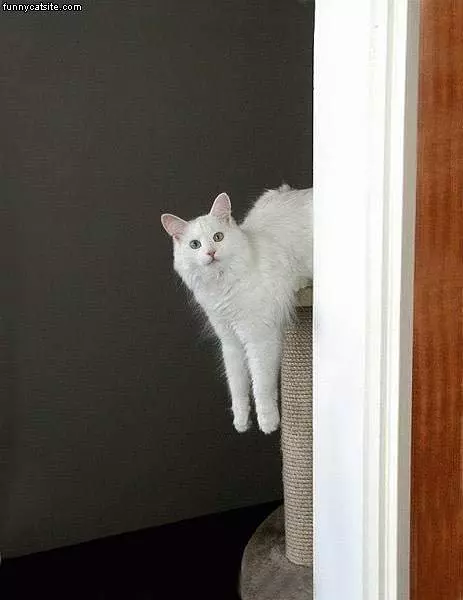 Kitten Hangin On Scratchin Post