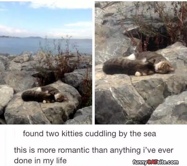 Cuddling Kitties