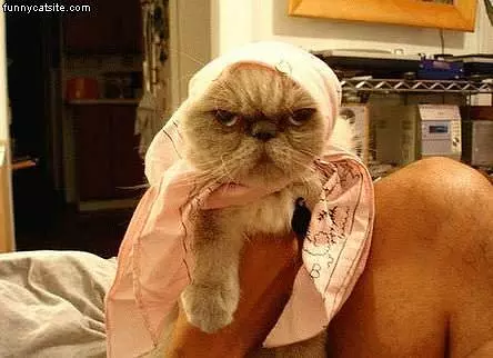 Mad Cat With Do Rag