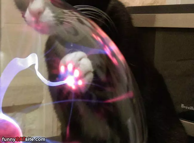 The Laser Cat