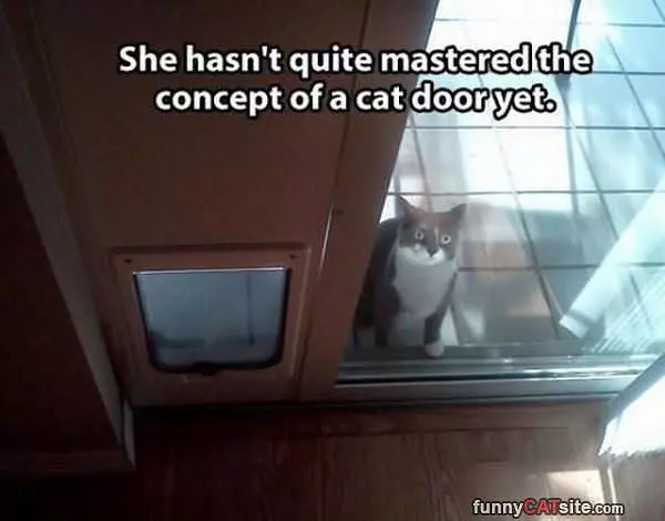 Cat Door Is Serious