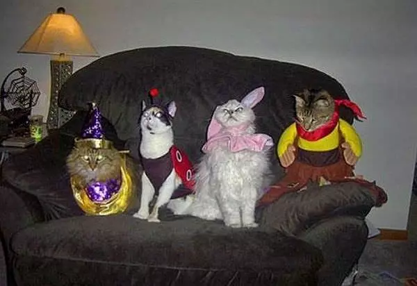 Costume Cats