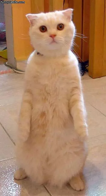 Standing Whit Cat
