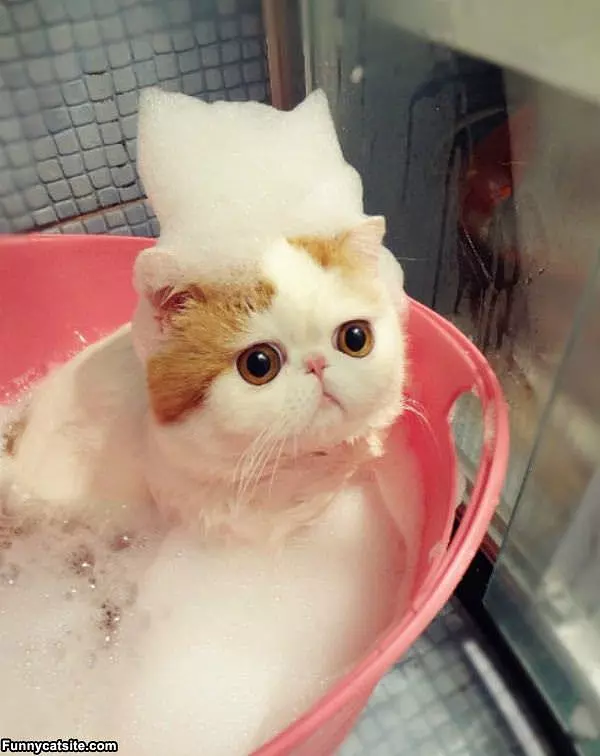 Cat Bubble Bath