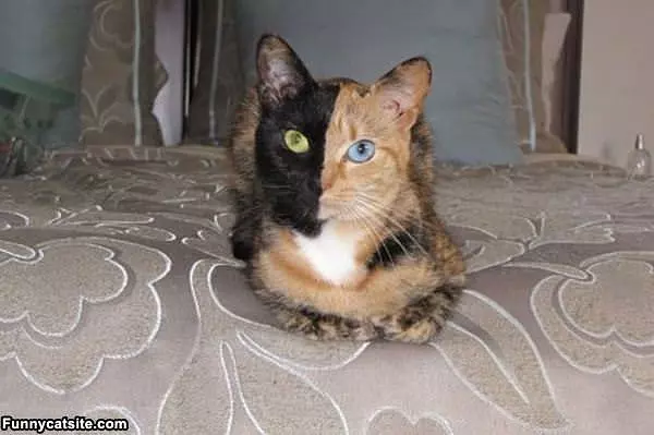 Two Faced Cat