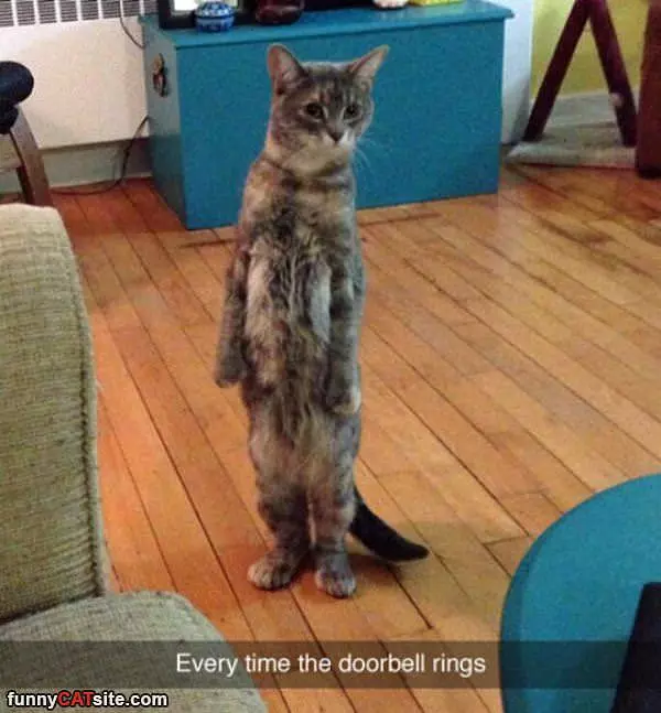 The Doorbell