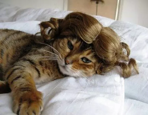 Great Cat Wig