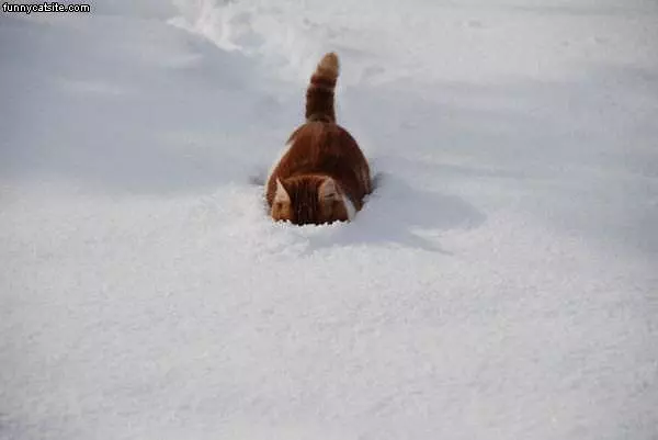 Runnin In The Snow