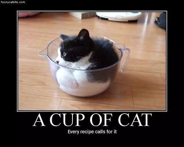 Cup Of Cat