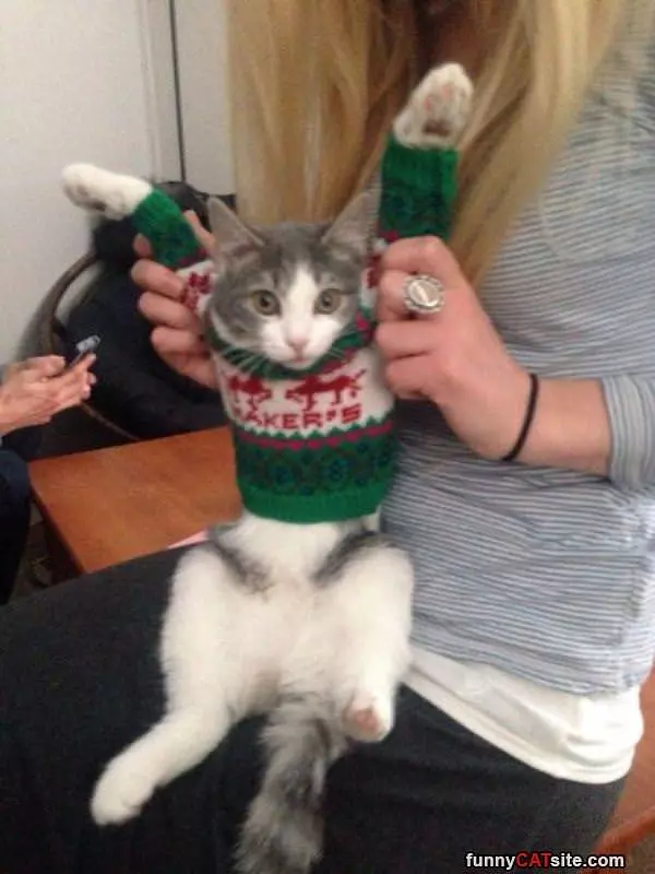 Christmas Sweater Cat