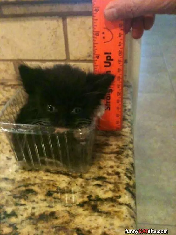 That Is A Super Tiny Kitten