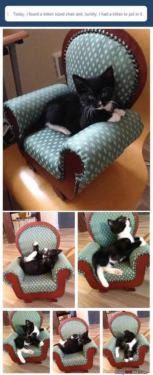Kitten Chair