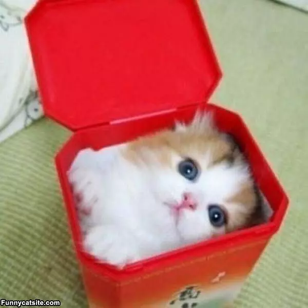 I Fit In A Box