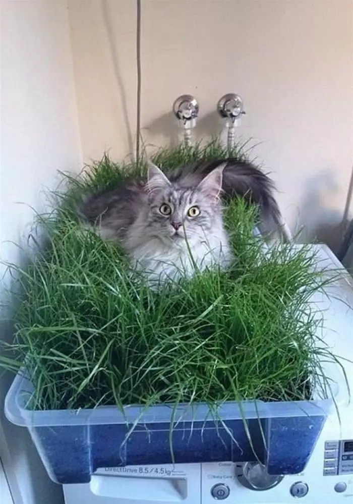 Found Some Grass To Sleep In