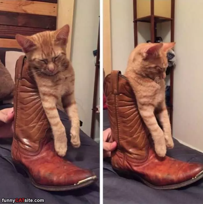 Boot Cat