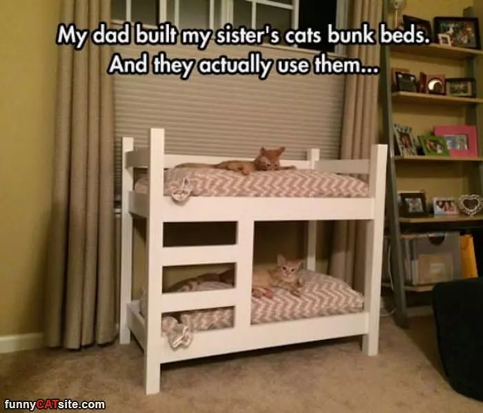 Awesome Cat Bunk Beds