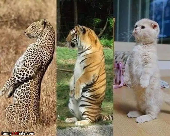 All Cats Are The Same