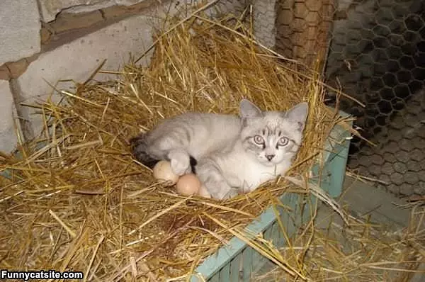Keeping The Eggs Warm