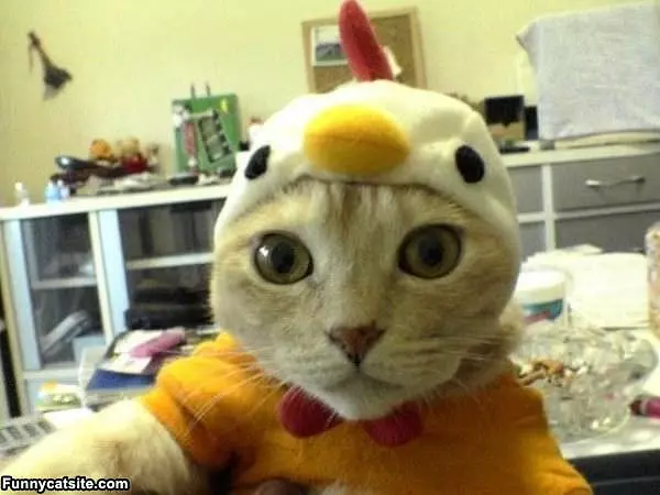 Webcam Cat