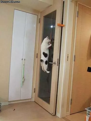 Spotted Cat On Glass Door