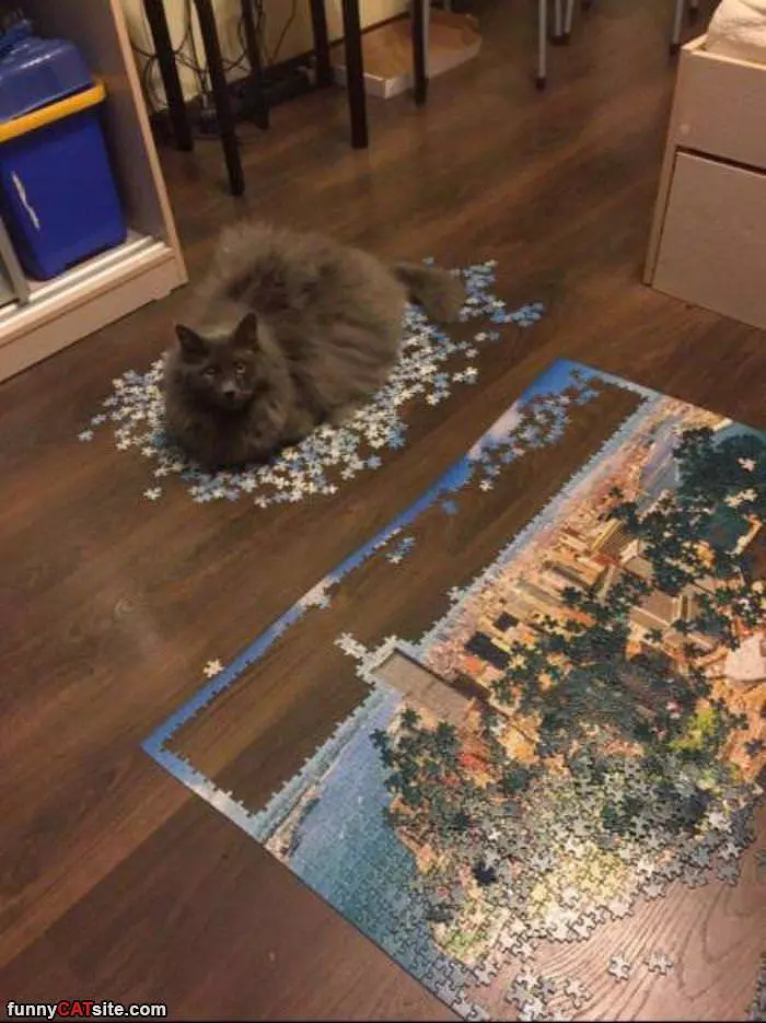 The Puzzled Cat
