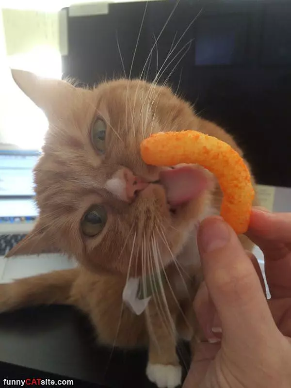 Licking The Cheese